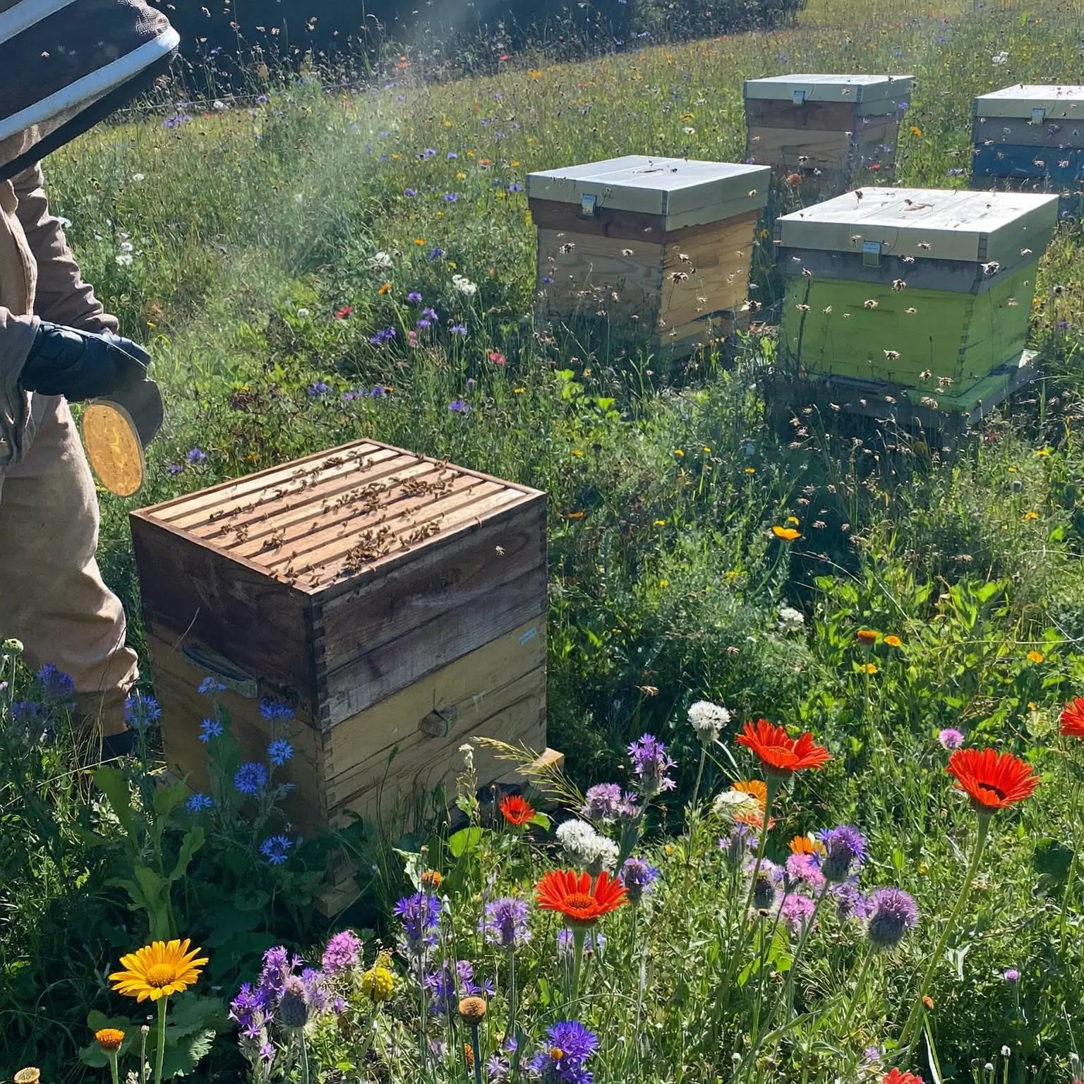 Cruelty-Free Collection of Bee Venom in Our US-Based Farms